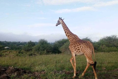 Nairobi: National Park Half-Day Safari with Hotel Pick-Up
