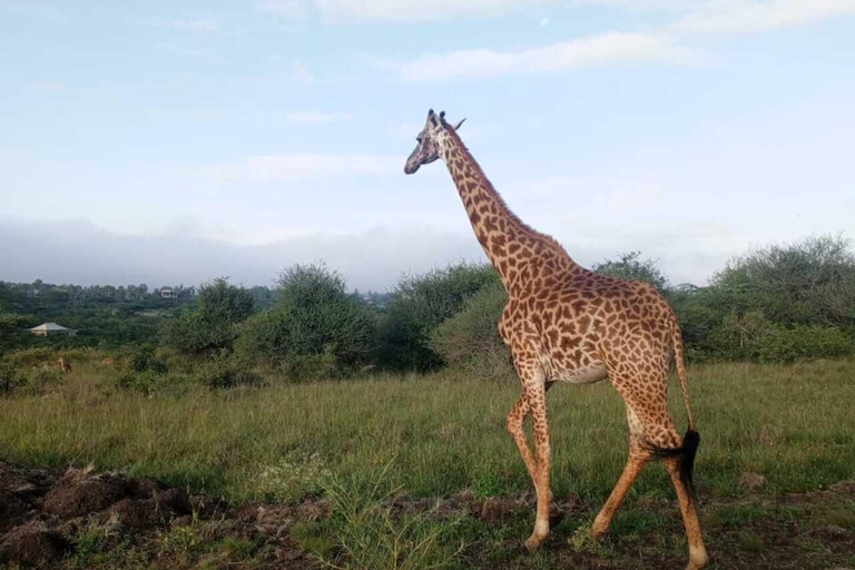 Nairobi: National Park Half-Day Safari with Hotel Pick-Up