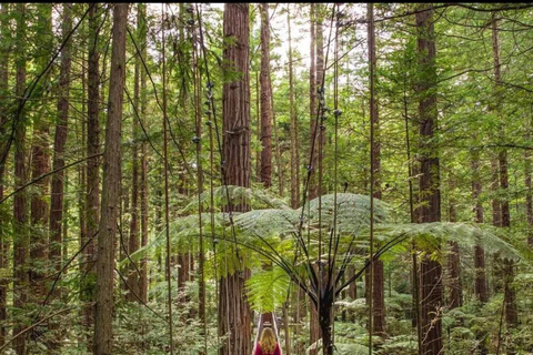 From Auckland: Rotorua Lakes, Redwood & Geothermal Day Trip