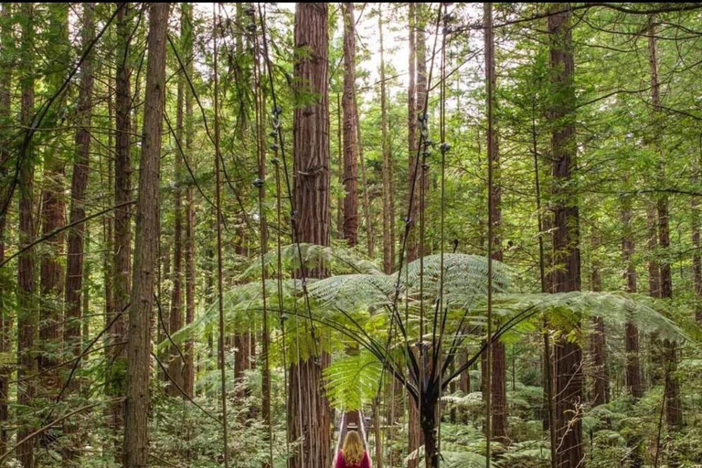 From Auckland: Rotorua Lakes, Redwood & Geothermal Day Trip