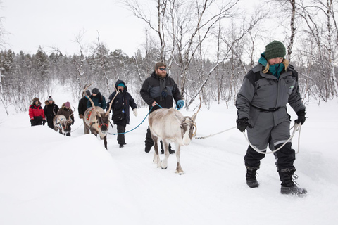 Kiruna: Autumn Reindeer Tour