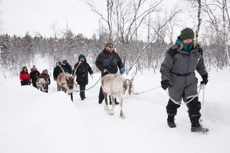 Kiruna: Autumn Reindeer Tour