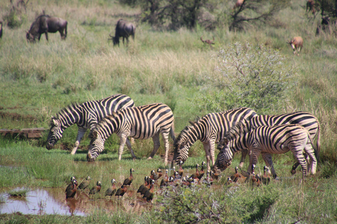Nairobi: Nationaal Park, Olifantenweeshuis &amp; Giraffencentrum