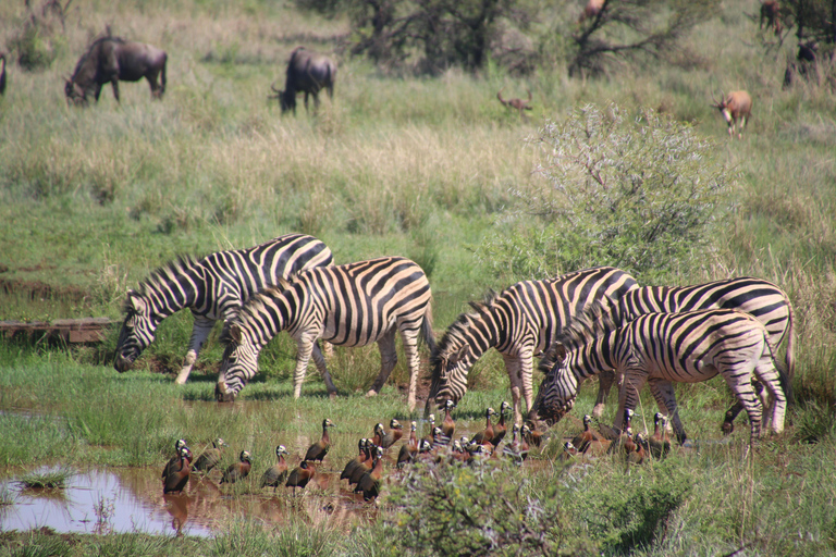 Nairobi: Nationaal Park, Olifantenweeshuis &amp; Giraffencentrum
