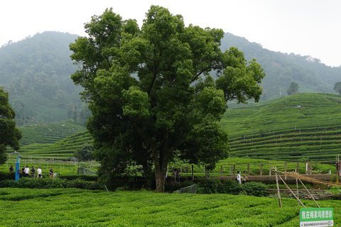 Hangzhou: Meijiawu Tea Picking and Roasting Experience Hangzhou: Meijiawu Tea Picking and Roasting Experience (3h)