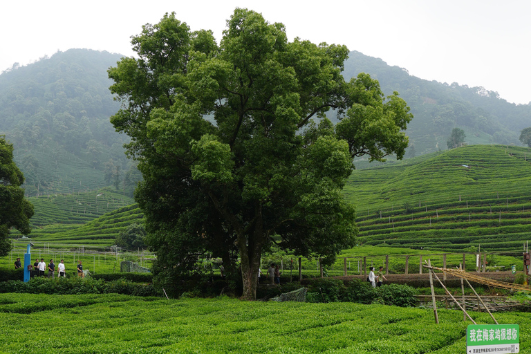 Hangzhou: Meijiawu Tea Picking and Roasting Experience Hangzhou: Meijiawu Tea Picking and Roasting Experience (3h)