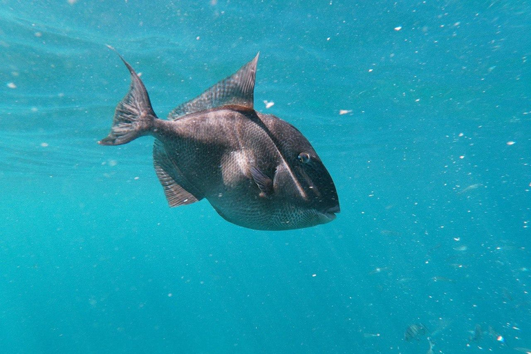 Tenerife: Kayak & Snorkeling, Turtles & Dolphins Watching Tenerife Kayak Ecotour 3 hours: Snorkeling & Turtle Watching