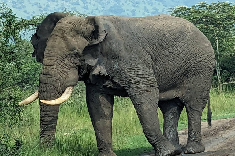 Rwanda : Safari de 8 jours avec Kigali, Nyungwe et les volcansTrekking aux gorilles