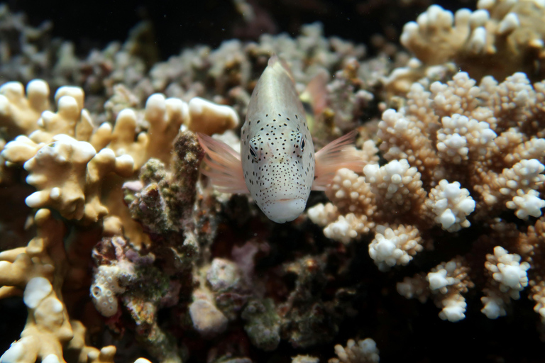 Sharm El Sheikh: Tiran Island Boat Diving & Snorkeling Intro Diving & Snorkeling – No Certification Required