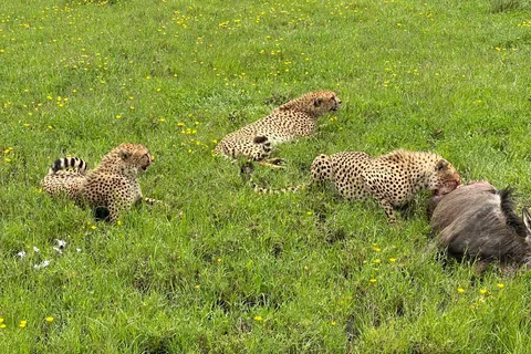 Mombasa: Tsavo East National Park Day Trip with Lunch