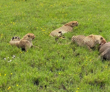Mombasa: Tsavo East National Park Day Trip with Lunch