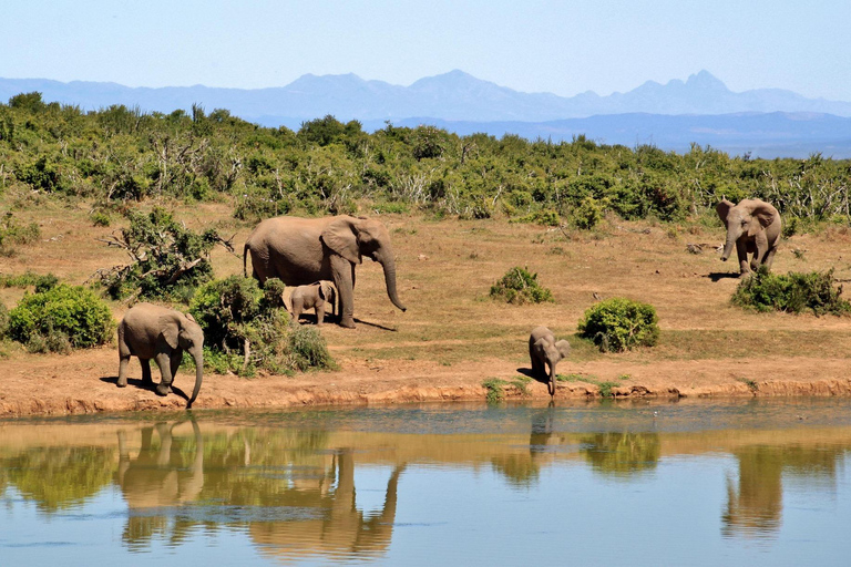 Watamu: Airport Transfer