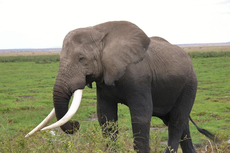 Mombasa: 3-Day Amboseli National Park Safari with Meals