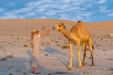 Doha Desert Long Camel Ride Experience on Dunes Private Long Camel Ride on Dunes