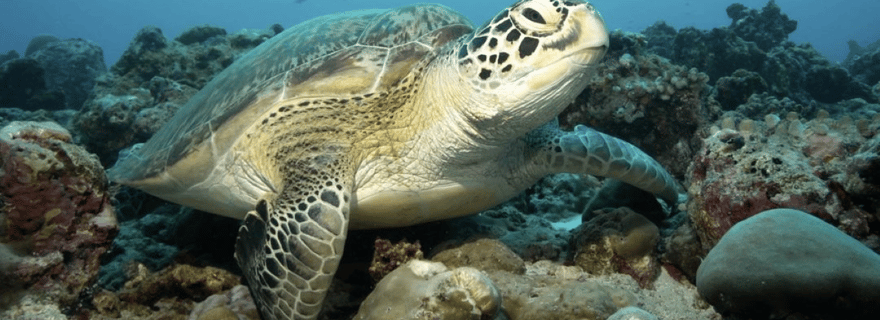 Visite de la grotte de Salaam, plage de Paje, déjeuner au restaurant The Rock, visite de la grotte de Kuza
