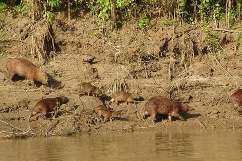 Puerto Maldonado: Reserva Nacional de Tambopata 4 Días