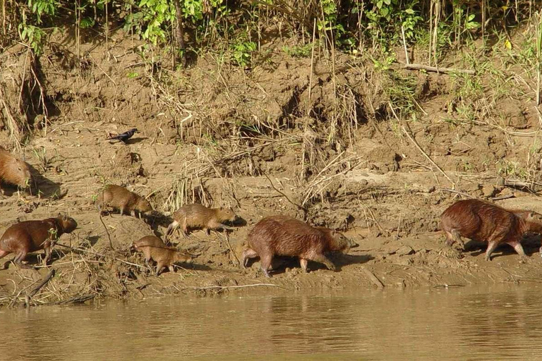 Puerto Maldonado: Reserva Nacional de Tambopata 4 Días