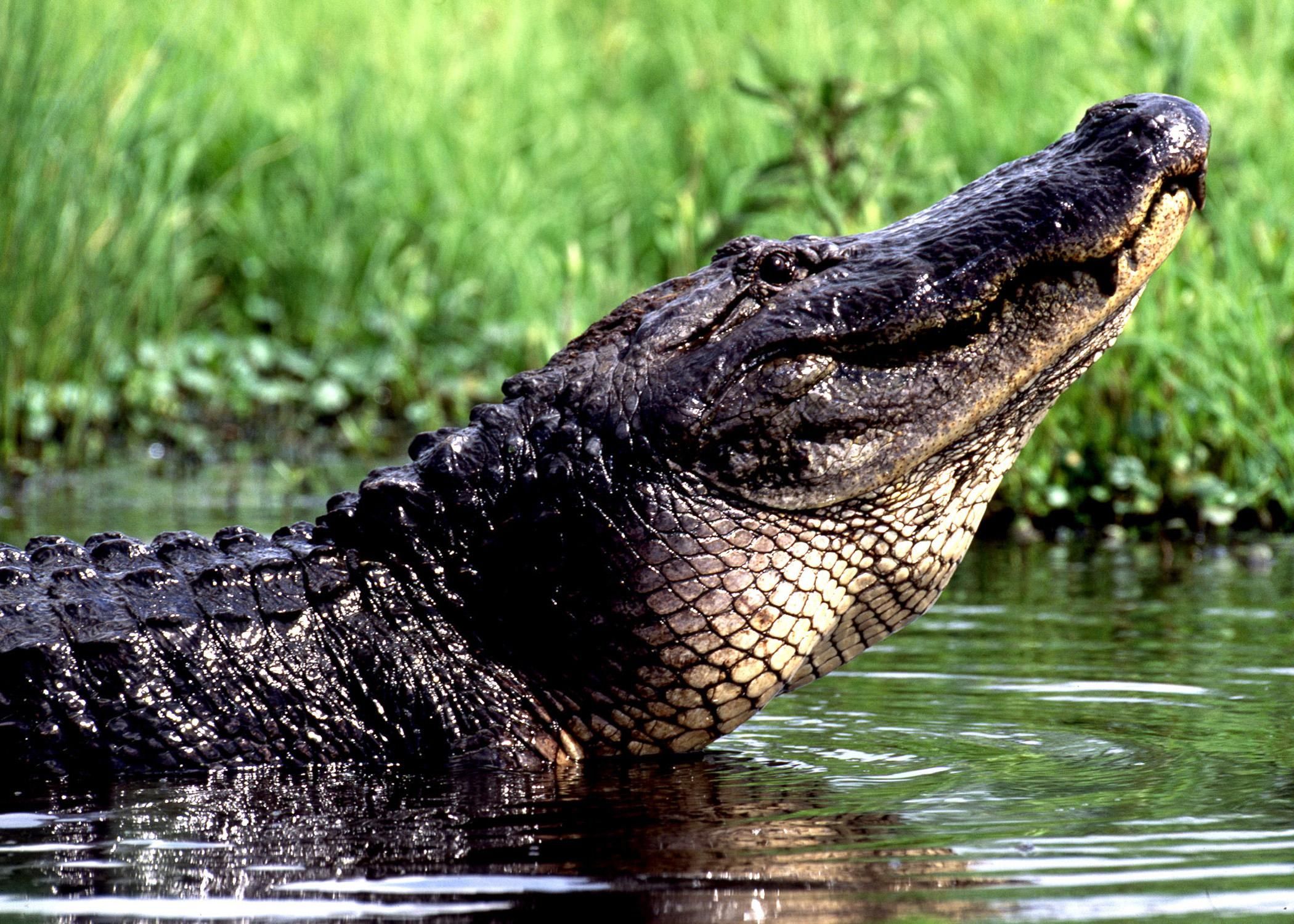New Orleans: Natur- und Wildtier-Tour durch die Bayous