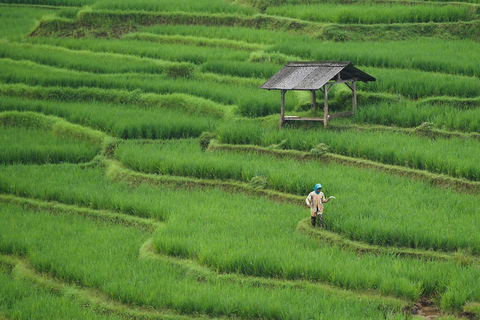 Ella: Rice Terrace Walk with Traditional Meal and Beer