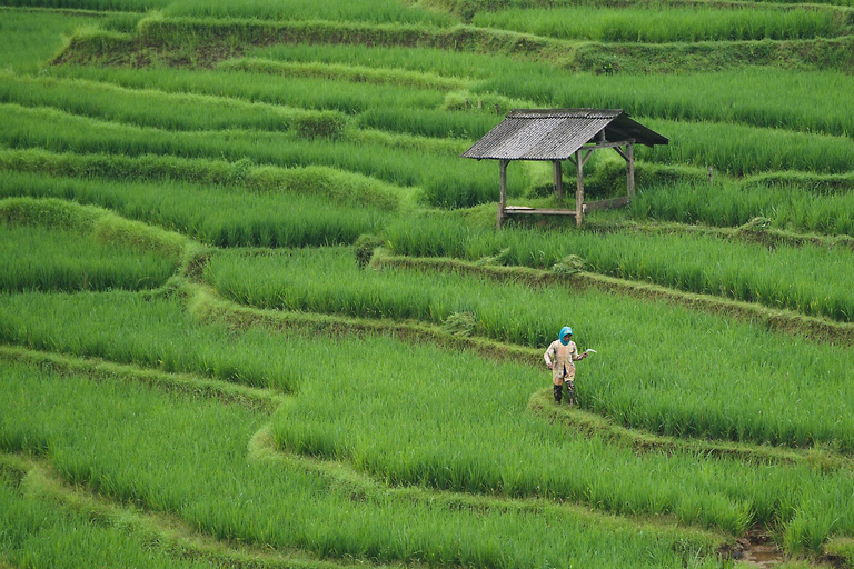 Ella: Rice Terrace Walk with Traditional Meal and Beer