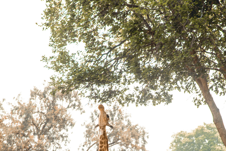 8-Day Zambia and Zimbabwe Safari Tour with Transfers