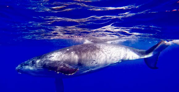 Oahu: Whale-Watching-Bootsfahrt bei Sonnenuntergang - Wale garantiert