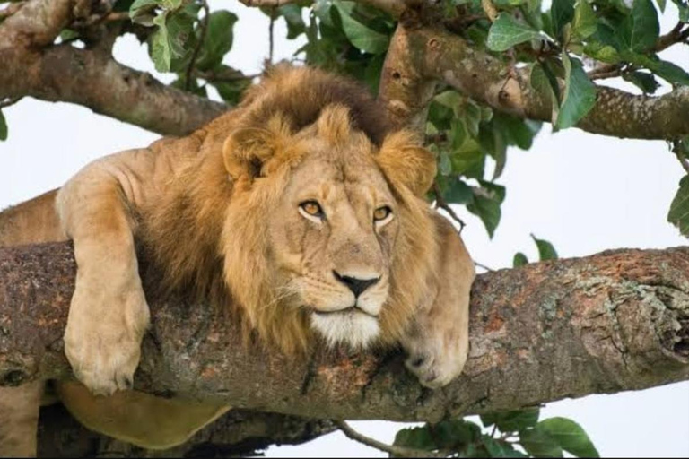 Uganda: 5-Day Safari with Queen Elizabeth & Lake Mburo