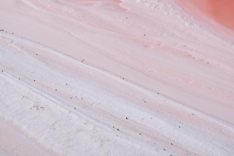 Rio Lagartos et Las Coloradas : EcoSafari Flamingo DeluxRio Lagartos et Las Coloradas : EcoSafari Flamingo Deluxe