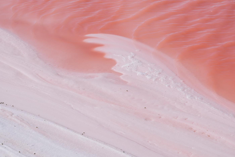 Rio Lagartos et Las Coloradas : EcoSafari Flamingo DeluxRio Lagartos et Las Coloradas : EcoSafari Flamingo Deluxe