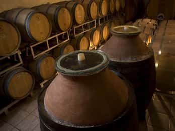 Tour della cantina con degustazione di vini e prodotti tipici vicino a Riccione e Rimini