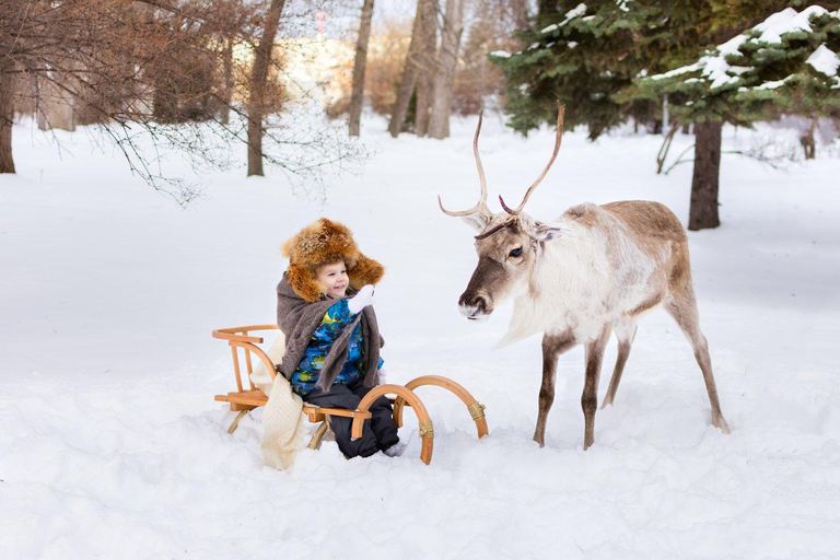 Rovaniemi : Visite d&#039;une ferme de rennes avec balade en traîneau et ramassage