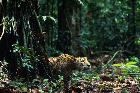 Cusco: 4-Day Manu National Park Trip with Lodging