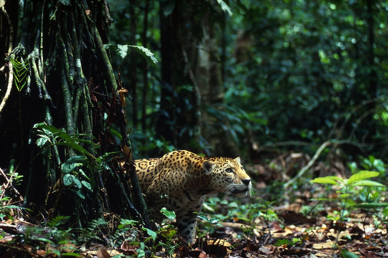 Cusco: 4-Day Manu National Park Trip with Lodging