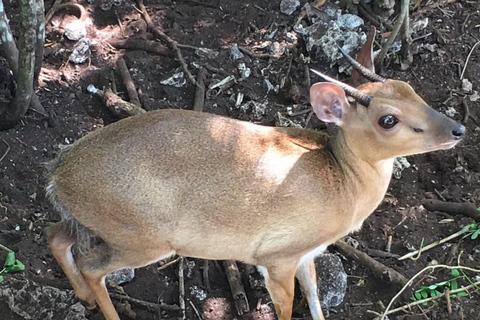 Zanzibar: Nungwi kilosa Conservation zoo half day tour Private tour for the gusts from Nungwi only