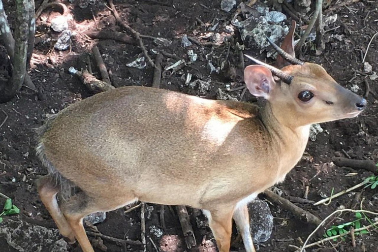 Zanzibar: Nungwi kilosa Conservation zoo half day tour Private tour for the gusts from Nungwi only