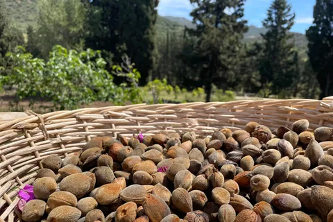 Near Cagliari: Almond Blossom Magic at "In Our Garden" (new)