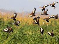 tour palo verde safari - Hizvo