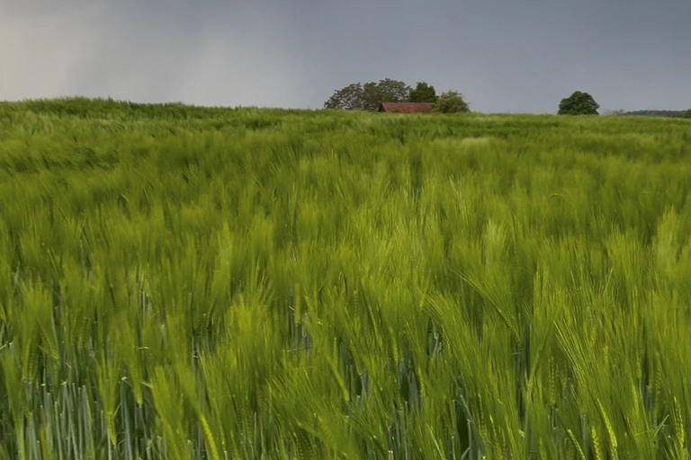 From Stuttgart: Guided tour of the Hegnach Mill