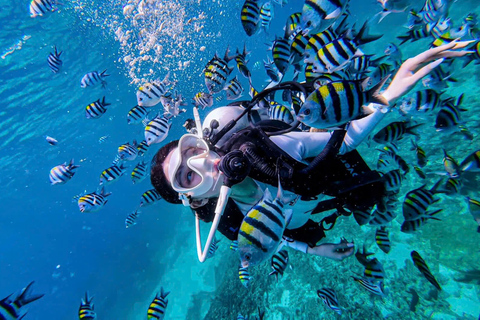 Da Nang: Cham Islands Fun Dive with Lunch and Transfers Fun Divers with Certified - two dive