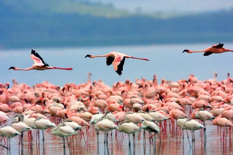A day tour; Lake Nakuru national park and Naivasha Boat ride