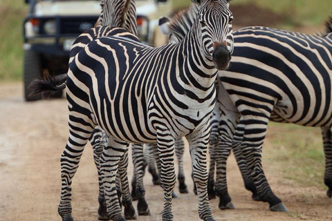 From Zanzibar: Mikumi Safari Day Trip with Flights and Lunch Mikumi Shared Safari without hotel transfer