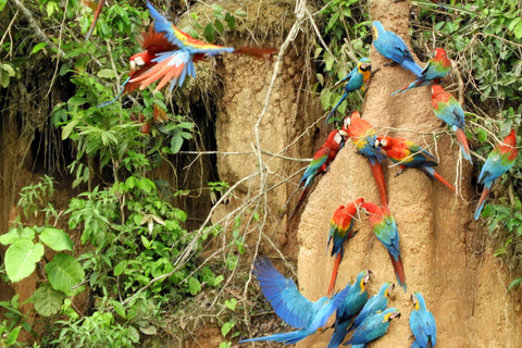 Madre de Dios: Lake Saldoval + Visit to the Macaws