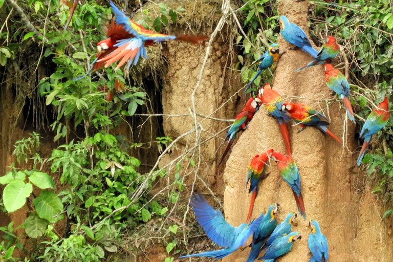 Madre de Dios: Lake Saldoval + Visit to the Macaws