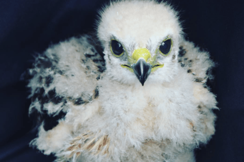 Private Birding Tour Punta Cana to Los Haitises Park