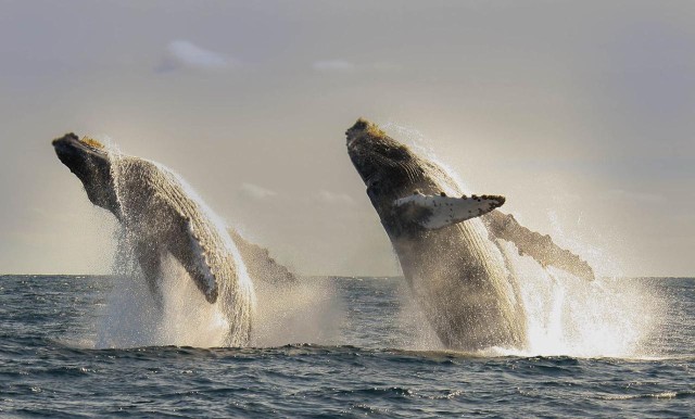 Visit San Jose del Cabo Whale Watching in Sequoia and Kings Canyon National Parks