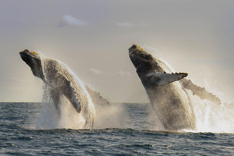 Avistamiento de ballenas en San José del Cabo