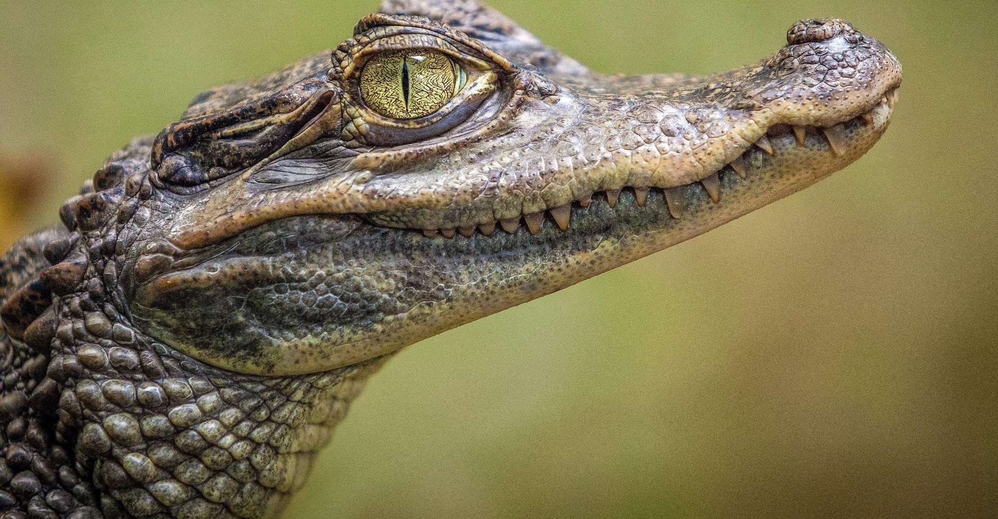 From Miami: Everglades Airboat Gator Spotting Tour photo 19