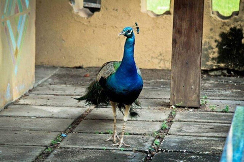 Zanzibar: Prison Island & Stone Town Half-Day Tour Hotel Transfers included ( prison fees 12 USD Pp excluded)