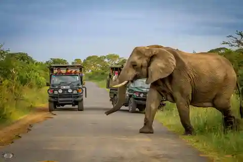 Durban:3 Day Hluhluwe-Imfolozi Park, St Lucia, iSimangaliso