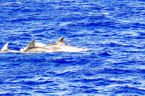 Mallorca: Crucero para avistar delfinesPaguera: encuentro en playa Tora